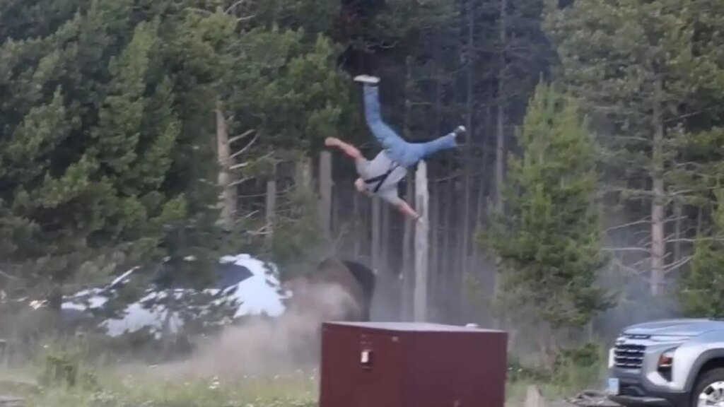 El momento en el que un bisonte arrolla a un anciano y lo lanza a tres metros de altura en el parque de Yellowstone