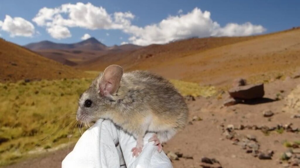 El ratón orejudo andino, el mamífero que vive a mayor altitud del mundo y es capaz de desintoxicar plantas venenosas El ratón orejudo andino, el mamífero que vive a mayor altitud del mundo y es capaz de desintoxicar plantas venenosas
