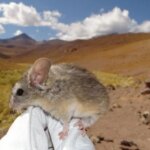El ratón orejudo andino, el mamífero que vive a mayor altitud del mundo y es capaz de desintoxicar plantas venenosas