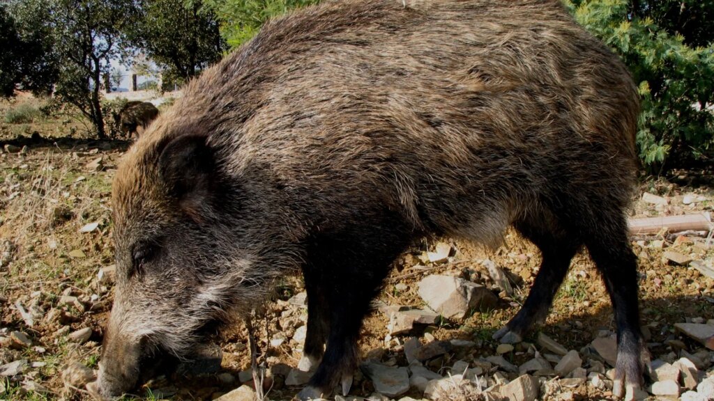 Un jabalí atravesado por una flecha se pasea por las urbanizaciones de Mijas Costa