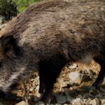 Un jabalí atravesado por una flecha se pasea por las urbanizaciones de Mijas Costa