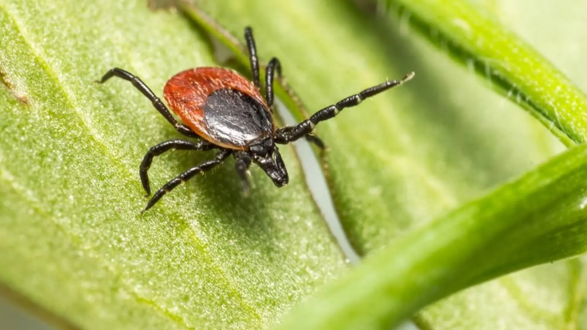un caso que coincide con un aumento de garrapatas en España un caso que coincide con un aumento de garrapatas en España