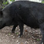 Detectados dos nuevos casos de peste porcina en Cataluña dentro de la zona de alto riesgo