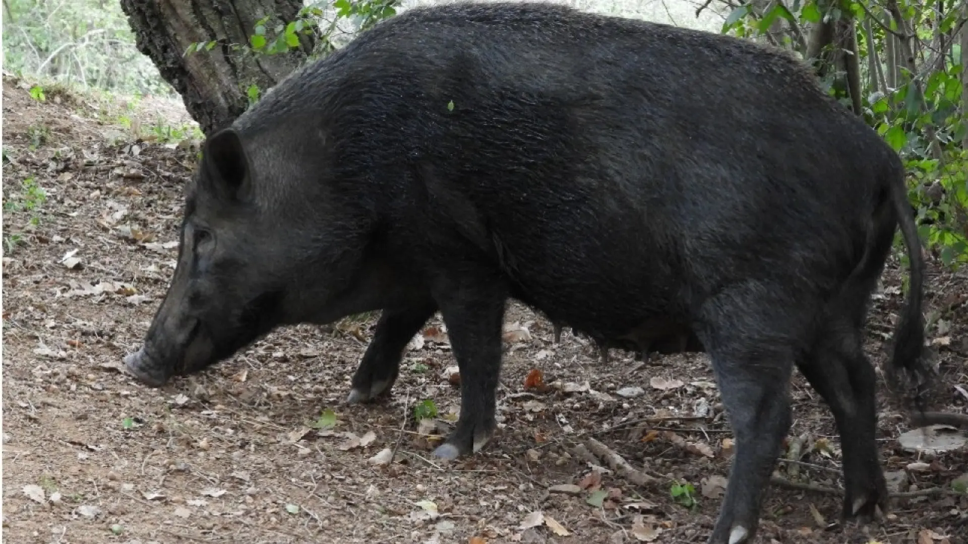 Detectados dos nuevos casos de peste porcina en Cataluña dentro de la zona de alto riesgo Detectados dos nuevos casos de peste porcina en Cataluña dentro de la zona de alto riesgo