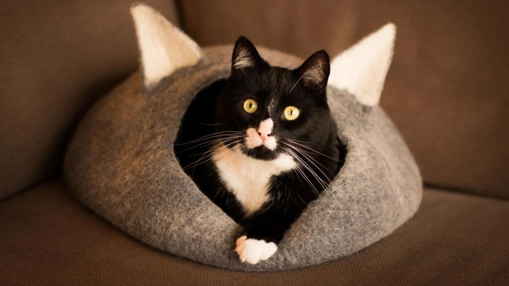 El ‘nesting’, la clasificación que explica por qué perros y gatos no entienden igual el hogar El ‘nesting’, la clasificación que explica por qué perros y gatos no entienden igual el hogar