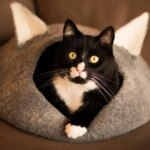 El ‘nesting’, la clasificación que explica por qué perros y gatos no entienden igual el hogar