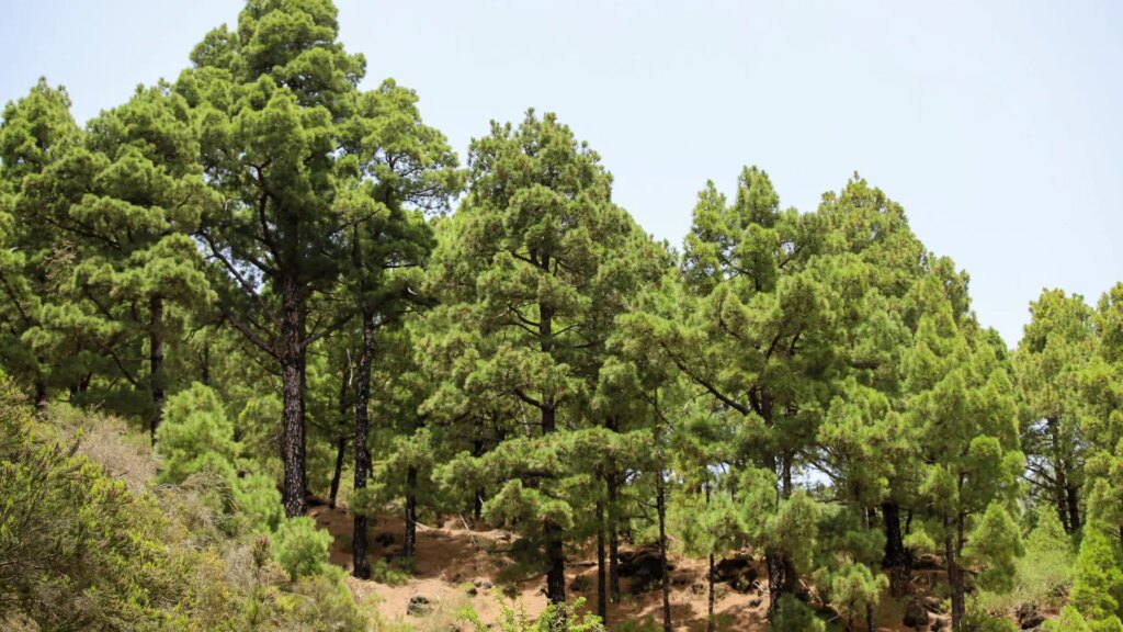 El pinar de La Palma exhibe su capacidad de rebrote diez años después del gran incendio El pinar de La Palma exhibe su capacidad de rebrote diez años después del gran incendio