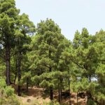 El pinar de La Palma exhibe su capacidad de rebrote diez años después del gran incendio