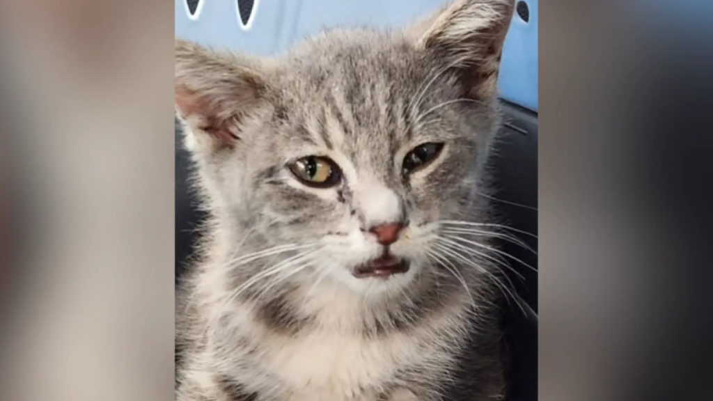 Un gatito recorre más de 1.000 km escondido en los bajos de un coche Un gatito recorre más de 1.000 km escondido en los bajos de un coche