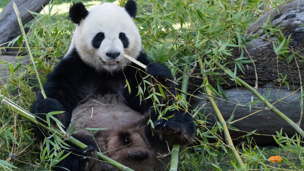 China reactiva con EEUU su «diplomacia de los pandas» durante la visita de Xi China reactiva con EEUU su «diplomacia de los pandas» durante la visita de Xi