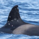 Disparan desde un barco español a Toñi, la orca más longeva del Estrecho de Gibraltar