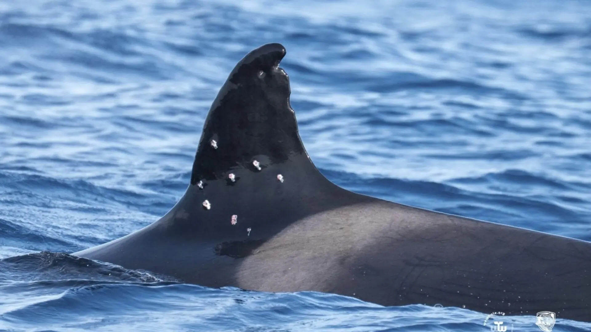 Disparan desde un barco español a Toñi, la orca más longeva del Estrecho de Gibraltar Disparan desde un barco español a Toñi, la orca más longeva del Estrecho de Gibraltar