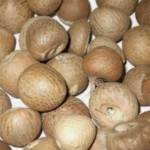 El ser humano ya habría usado drogas hace unos 25.000 años, en forma de nueces de betel