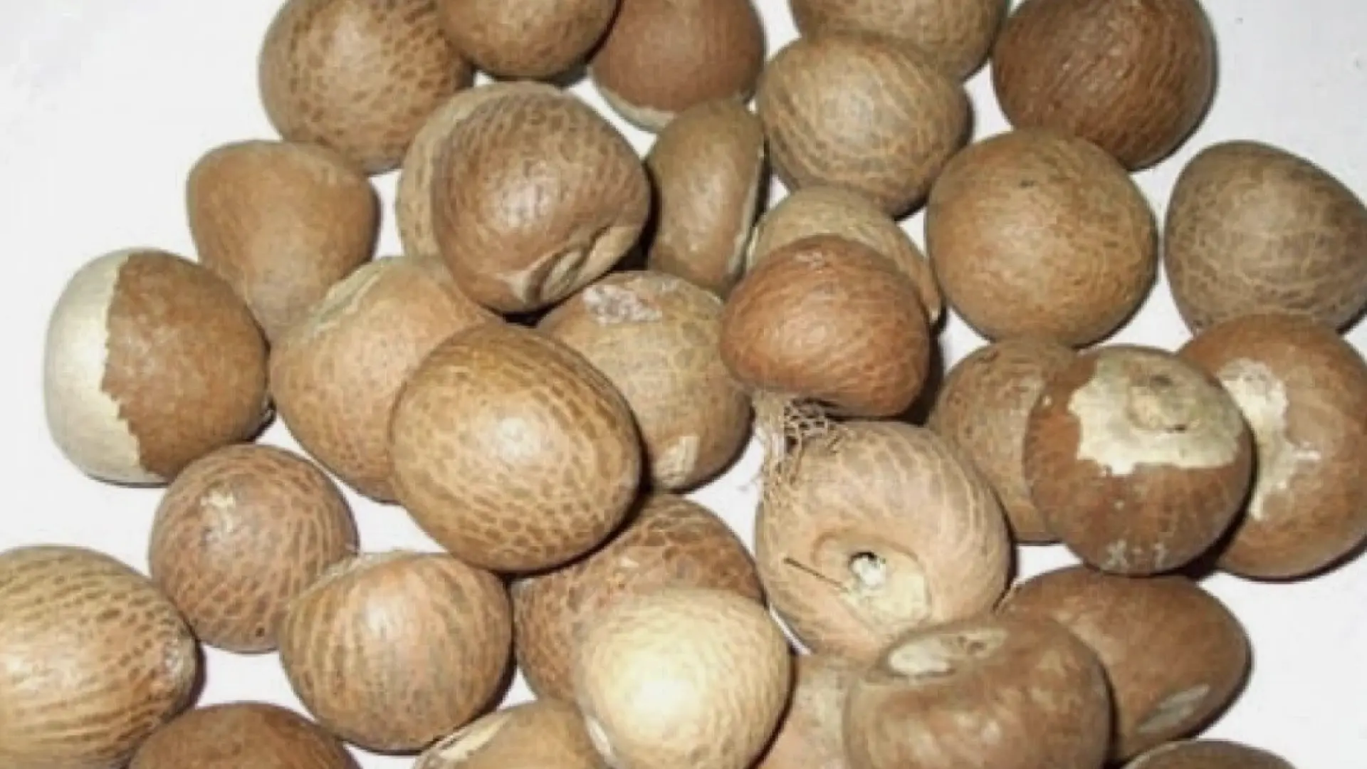 El ser humano ya habría usado drogas hace unos 25.000 años, en forma de nueces de betel