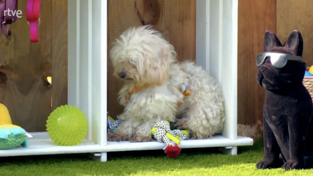 Una perrita se queda "petrificada" en 'Dog House' por un error de la familia: "Quedarse quieto es lo mejor"