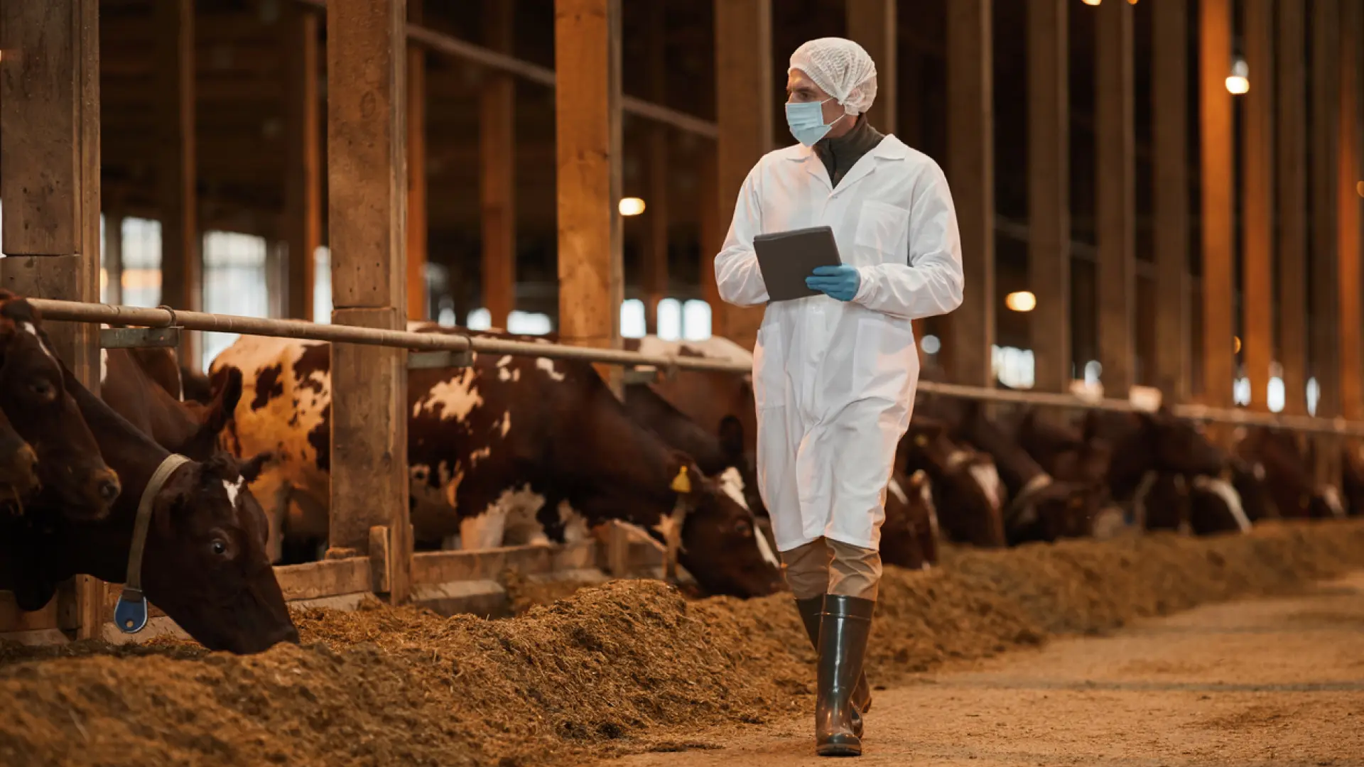 «Nulo no me atrevo a decirlo»