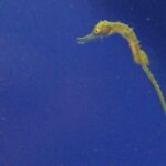 El caballito de mar de hocico largo del Mar Menor se convierte en especie vulnerable El caballito de mar de hocico largo del Mar Menor se convierte en especie vulnerable
