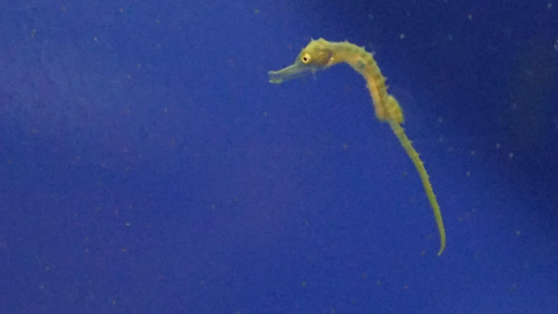 El caballito de mar de hocico largo del Mar Menor se convierte en especie vulnerable