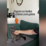 El llamativo truco de un joven para calmar a su gato y que deje de morderle El llamativo truco de un joven para calmar a su gato y que deje de morderle