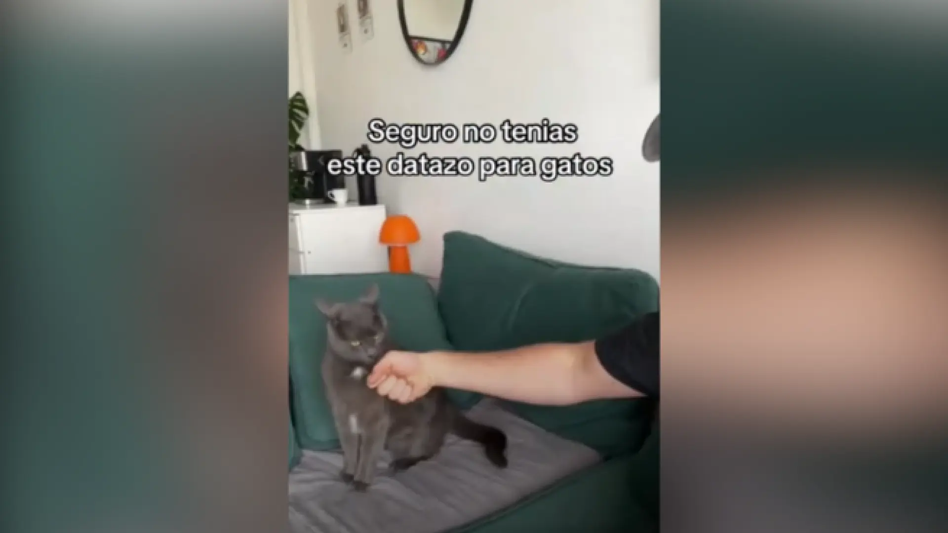 El llamativo truco de un joven para calmar a su gato y que deje de morderle