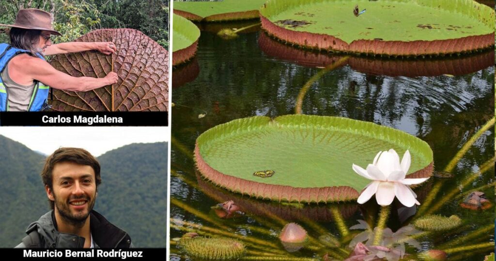 La odisea de dos botánicos que se internaron durante días en la selva de Guainía para hallar la gigante flor Victoria La odisea de dos botánicos que se internaron durante días en la selva de Guainía para hallar la gigante flor Victoria