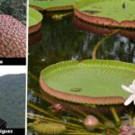 La odisea de dos botánicos que se internaron durante días en la selva de Guainía para hallar la gigante flor Victoria