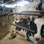 Un vecino de Lepe podrá mantener dos vacas como mascotas hasta que el caso vaya a juicio Un vecino de Lepe podrá mantener dos vacas como mascotas hasta que el caso vaya a juicio