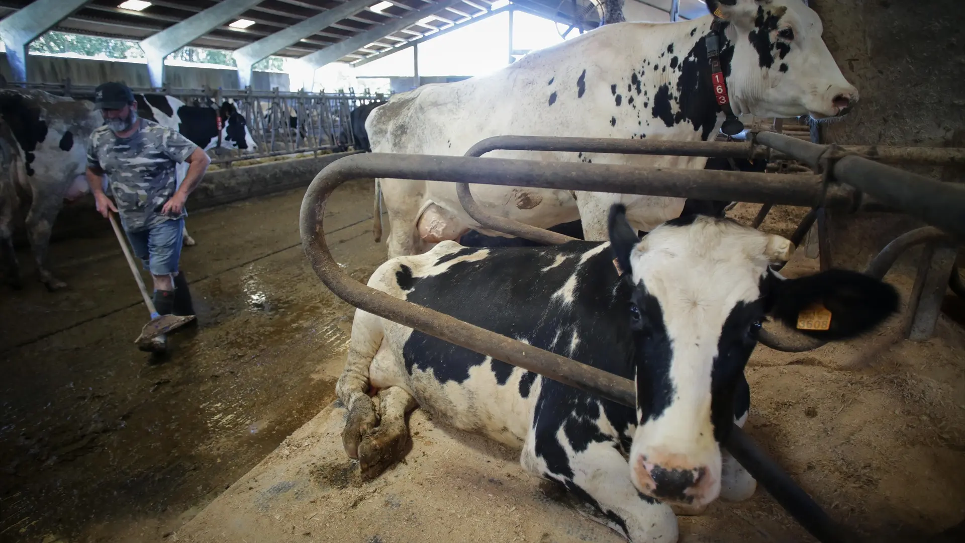 Un vecino de Lepe podrá mantener dos vacas como mascotas hasta que el caso vaya a juicio